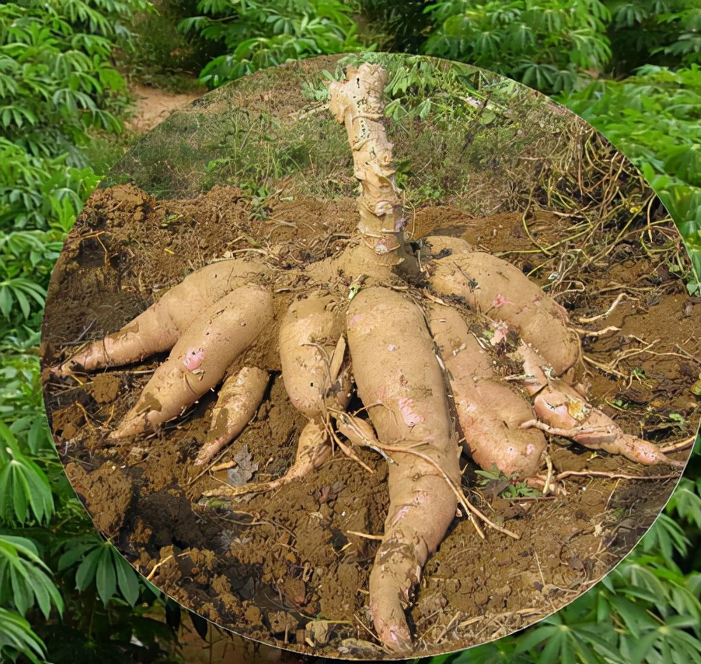 木薯和红薯粉有什么区别,木薯和红薯粉条有什么区别