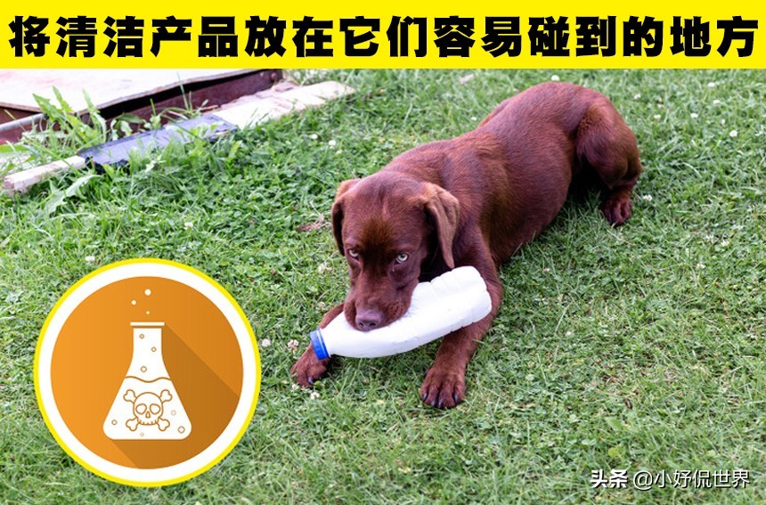 可能会对狗狗带来伤害的10种粗心大意的行为