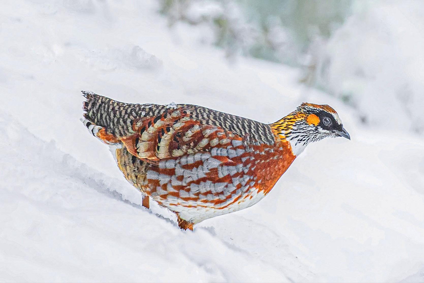 四川发现熊猫是真的吗,中华鹧鸪是濒危物种吗