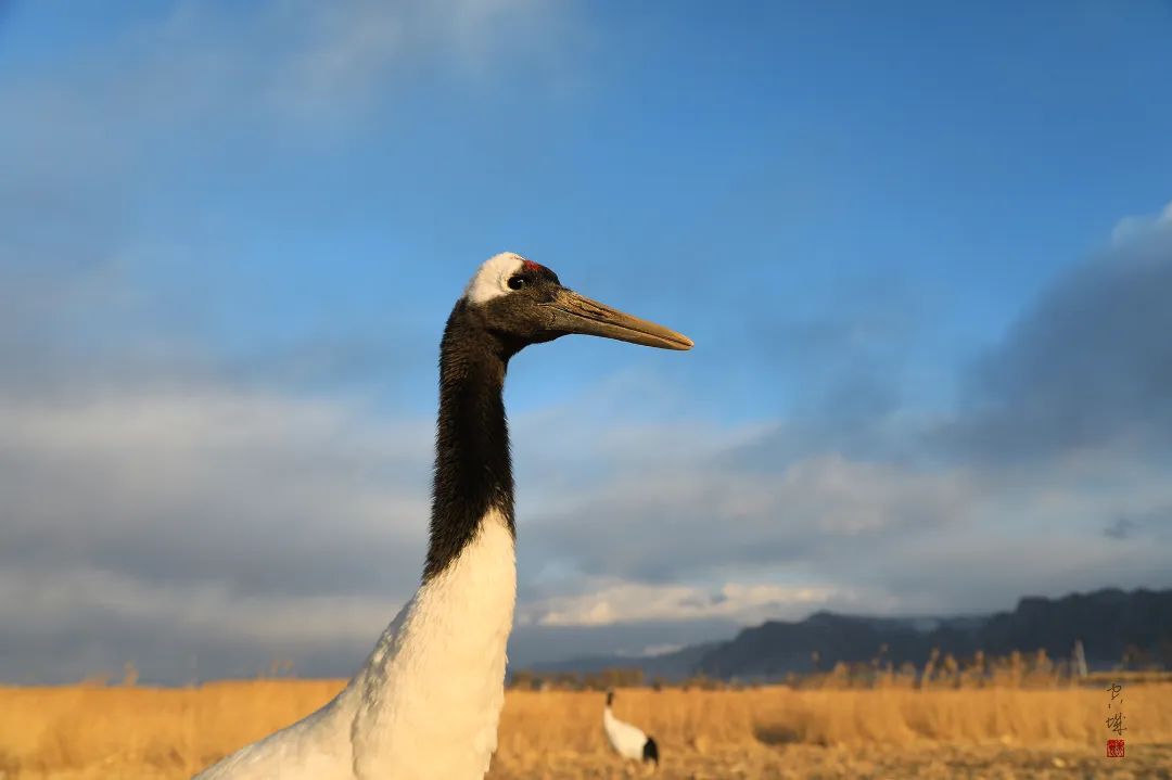 迎接党的20大美术作品,喜迎二十大乡村摄影展