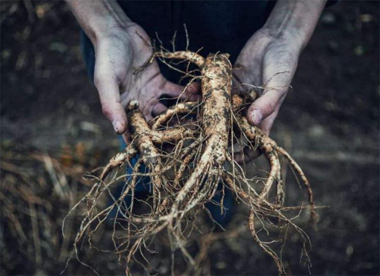 西洋参历史由来,西洋参是西方国家的吗
