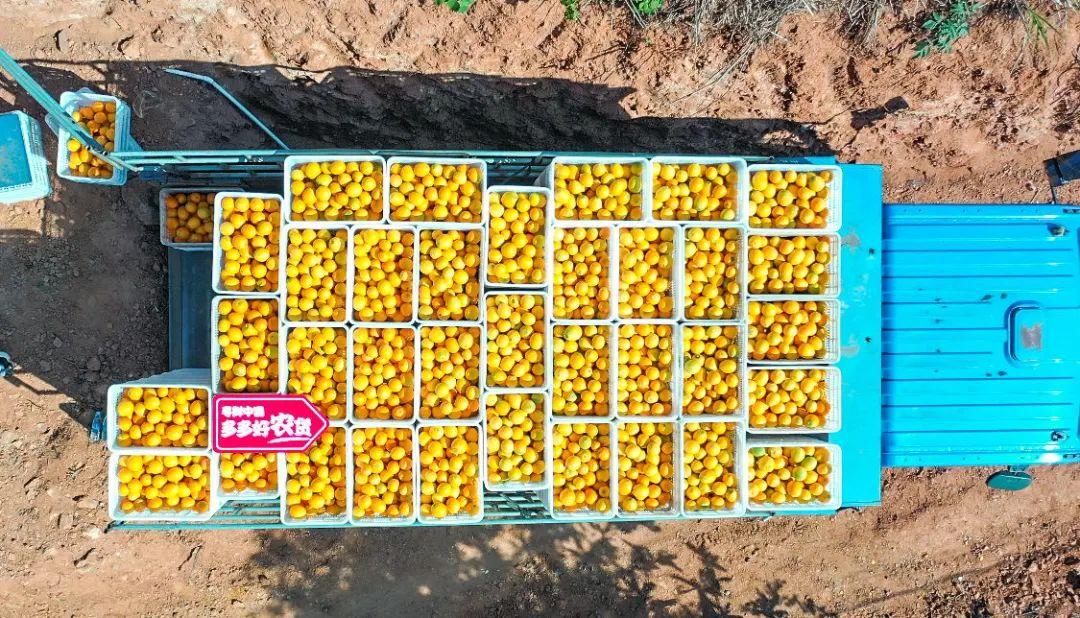 拼多多2019二季报,拼多多盈亏数据