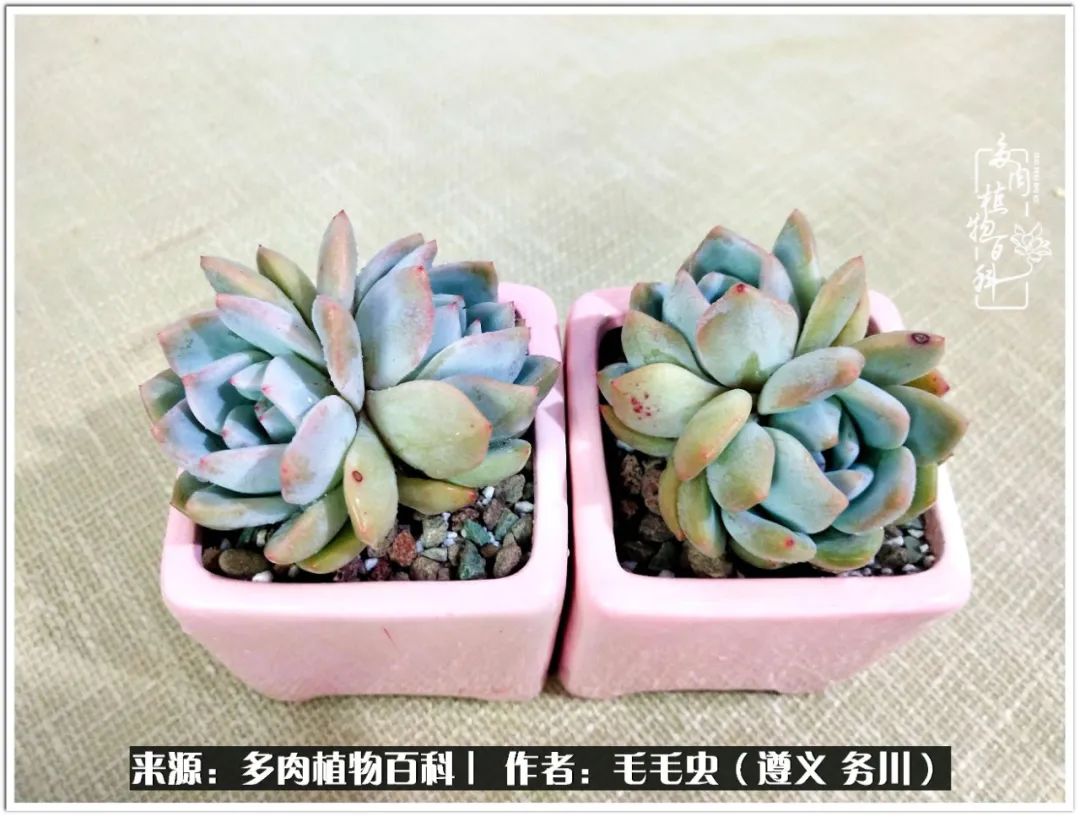 多肉可抵岁月,多肉之花语