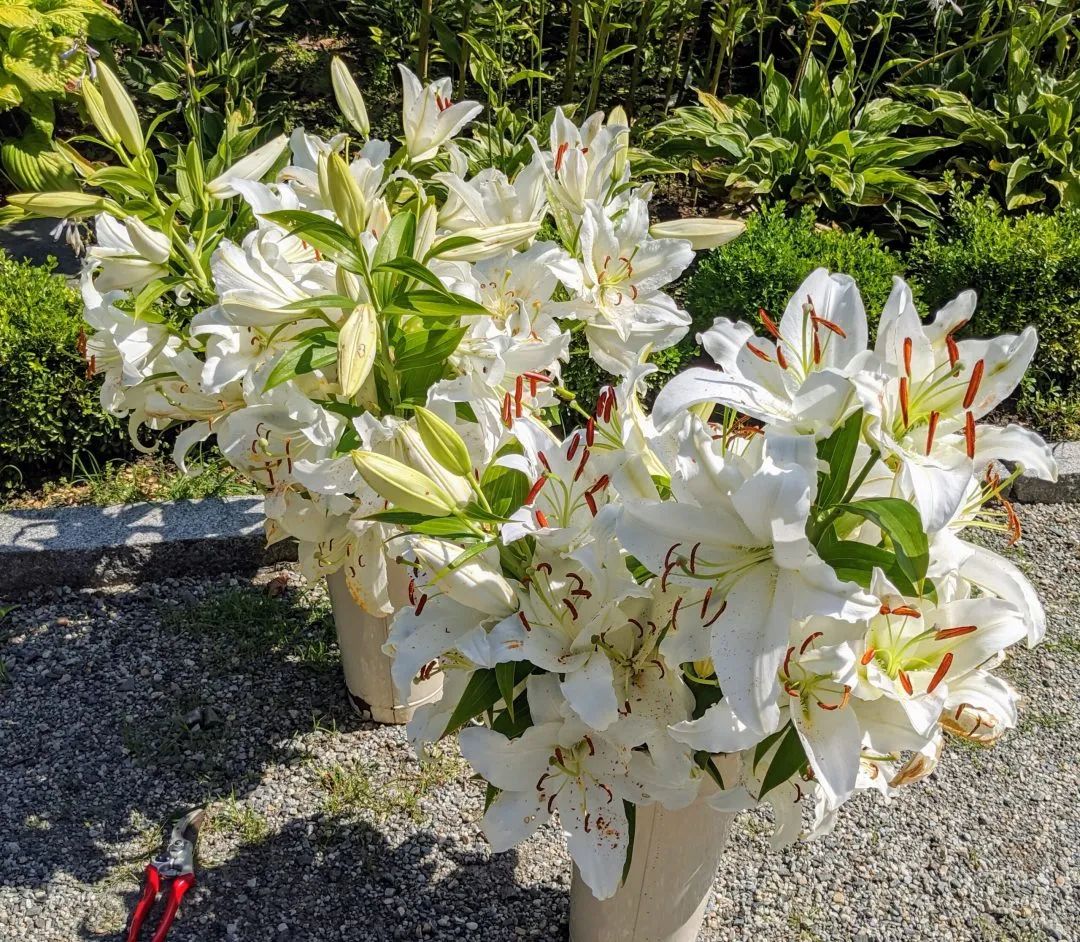 七夕将至花语怎么说,七夕送女生什么花给喜欢的女生