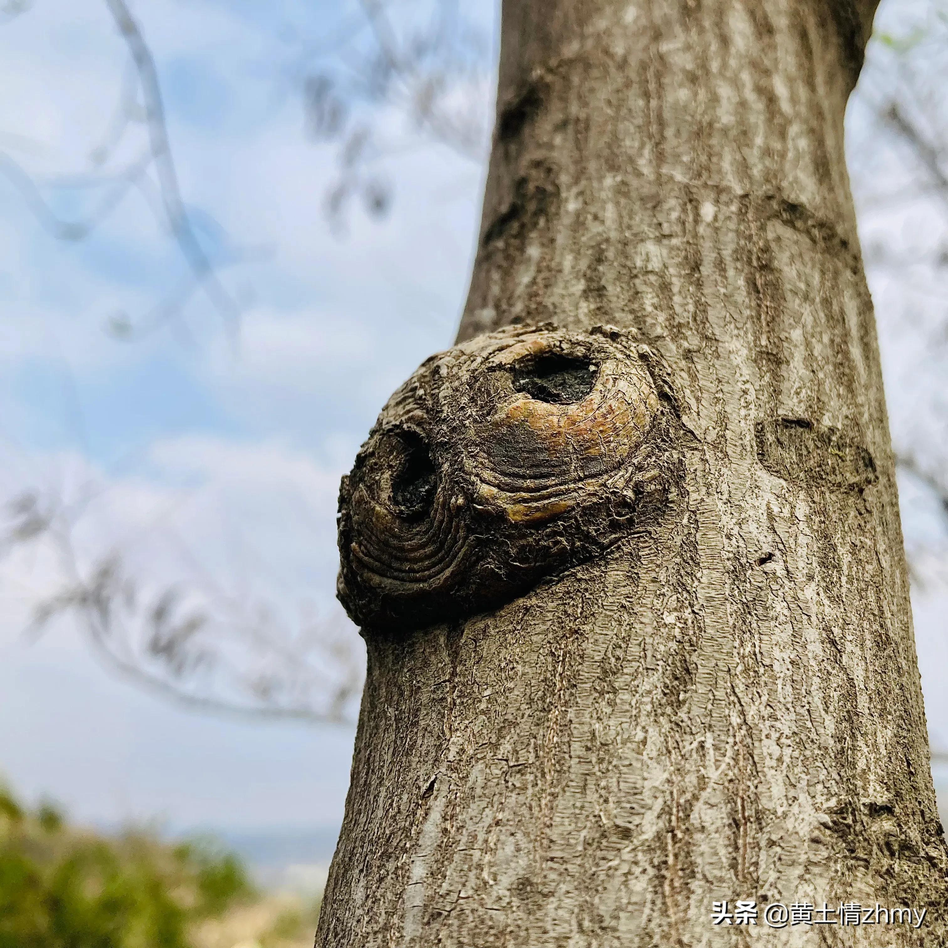 木头瘤疤,奇特的树干造型