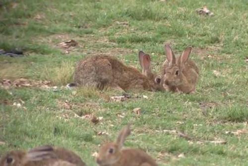 澳大利亚野兔为什么会泛滥成灾,澳大利亚的野兔为什么会泛滥成灾