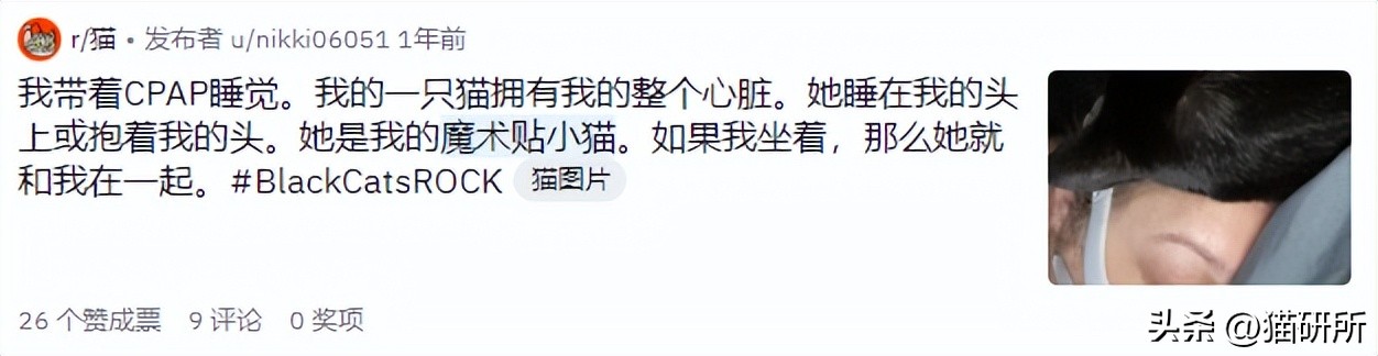 救命！猫咪太黏我了怎么办？