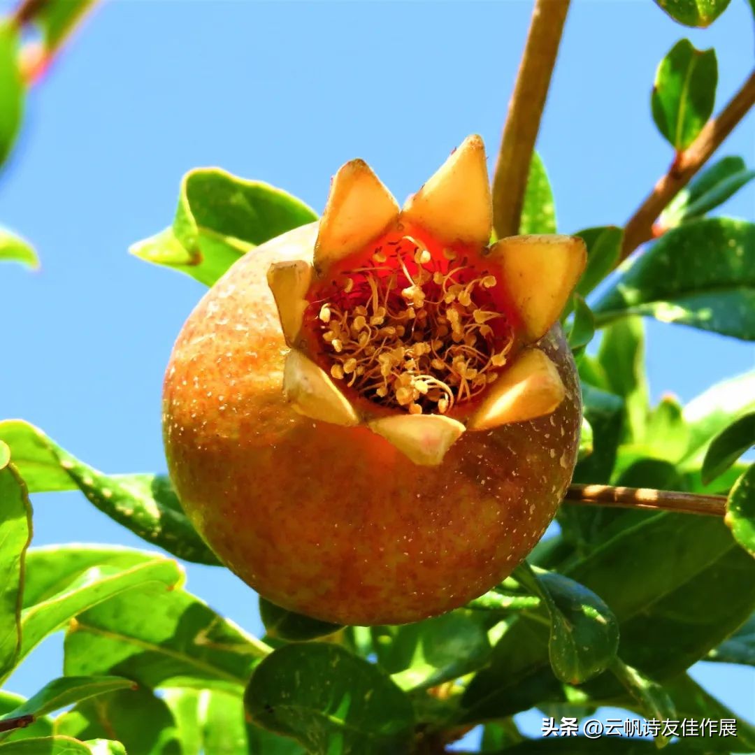 【高端原创诗词平台】云帆诗会2023第二十期·下