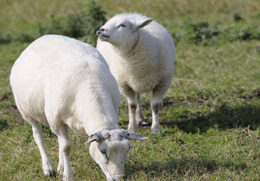 母羊产后不吃什么原因打什么针,母羊产后不吃食用什么药