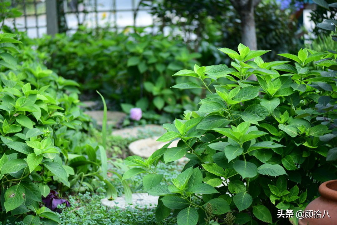 看到你的花园那么惨，我就安心了|园丁
