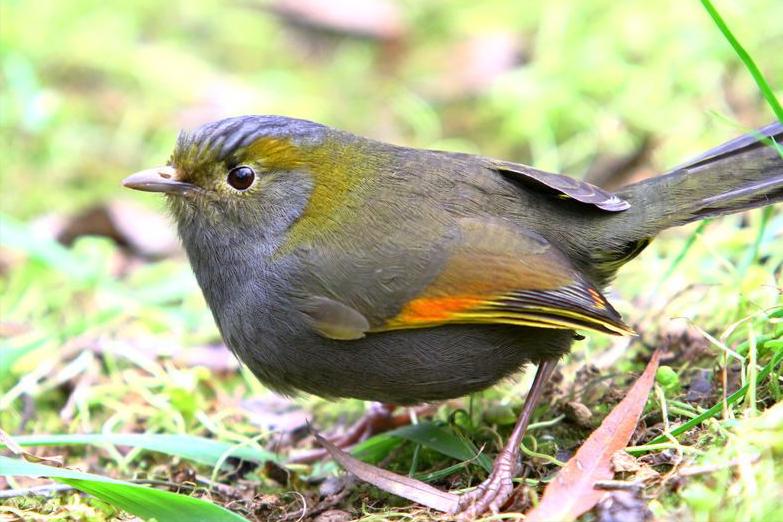 鸟儿大全高清图,高清珍稀鸟动态图片大全