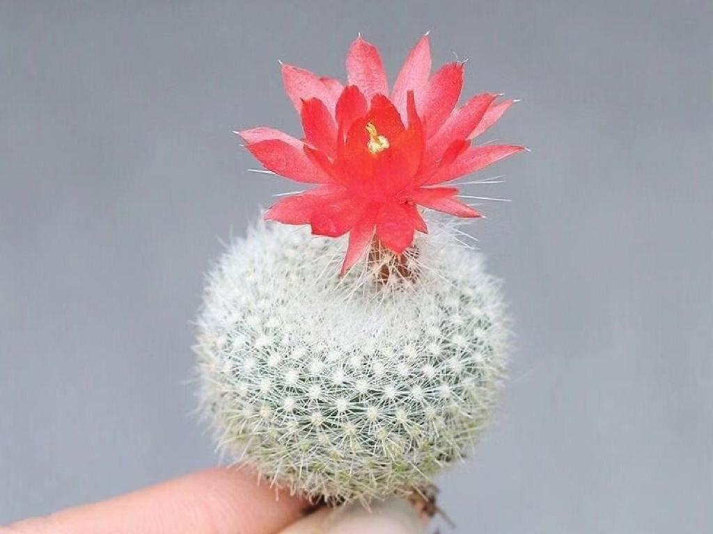 仙人球品种精品,仙人球名贵绿植