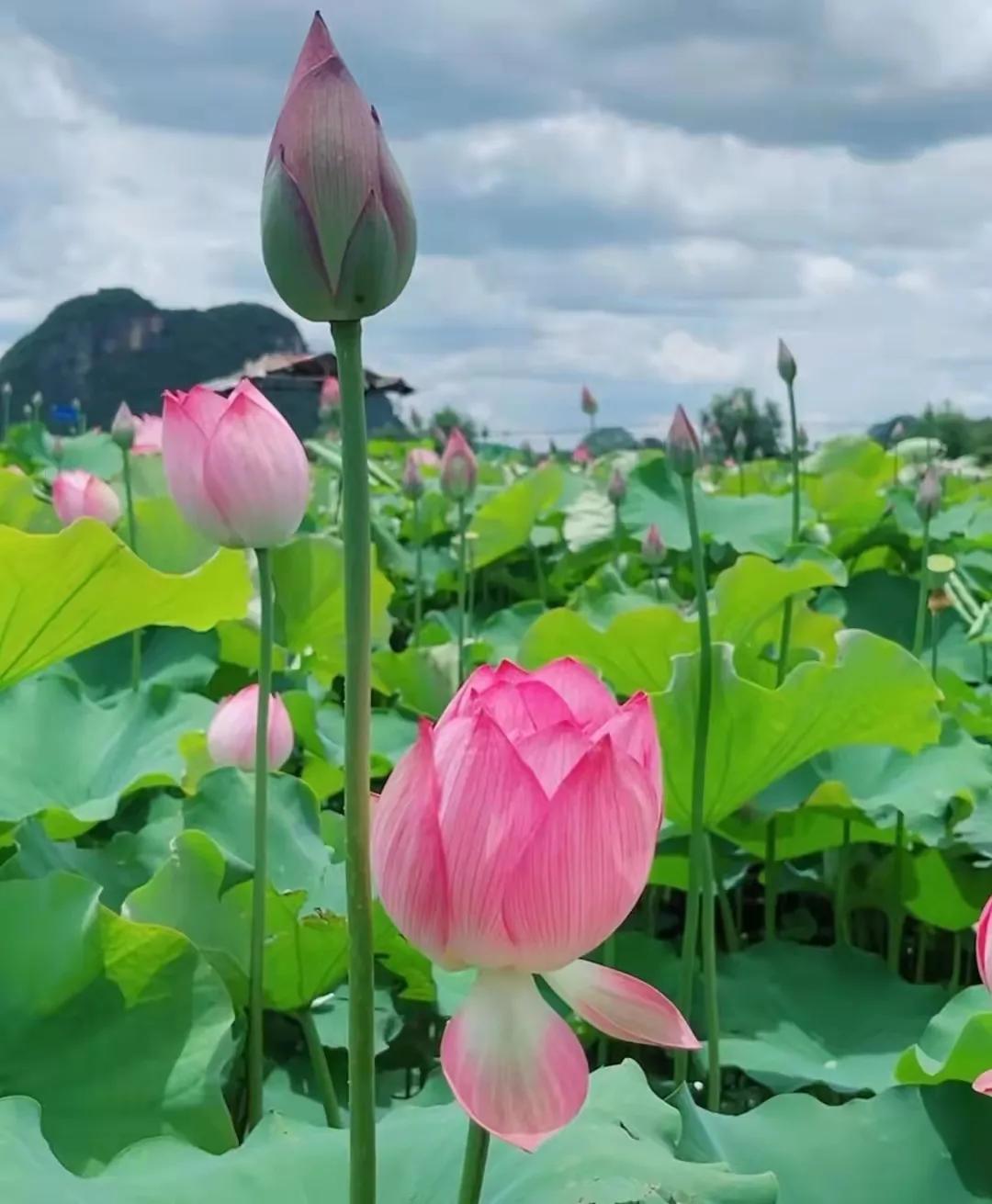 云南旅游避暑景点有哪些地方好耍,云南避暑美食胜地