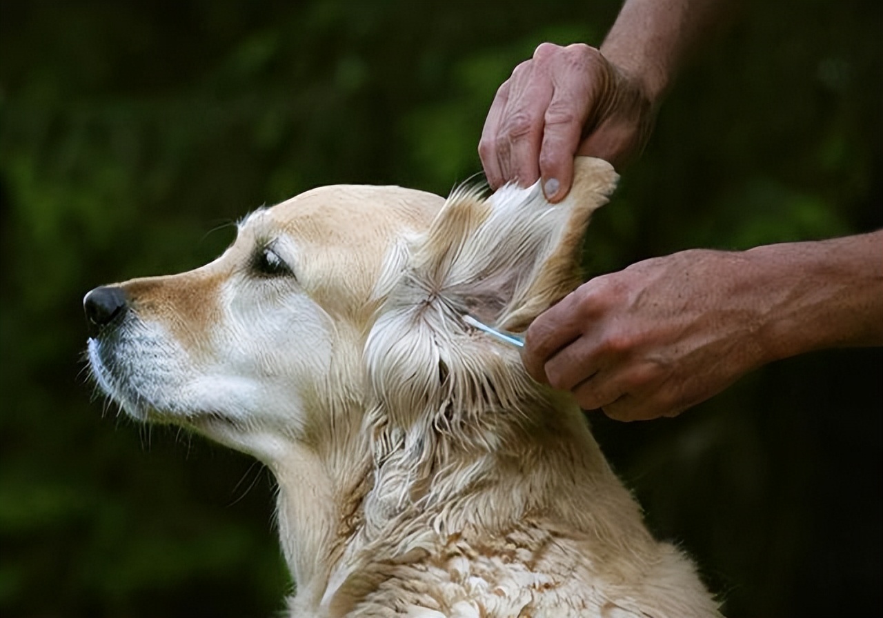 “金毛无限好，只是掉毛多”——这4个解决方法快收好