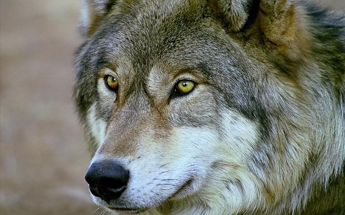 战斗力最强的犬科动物,战斗力最强的犬科动物排名榜