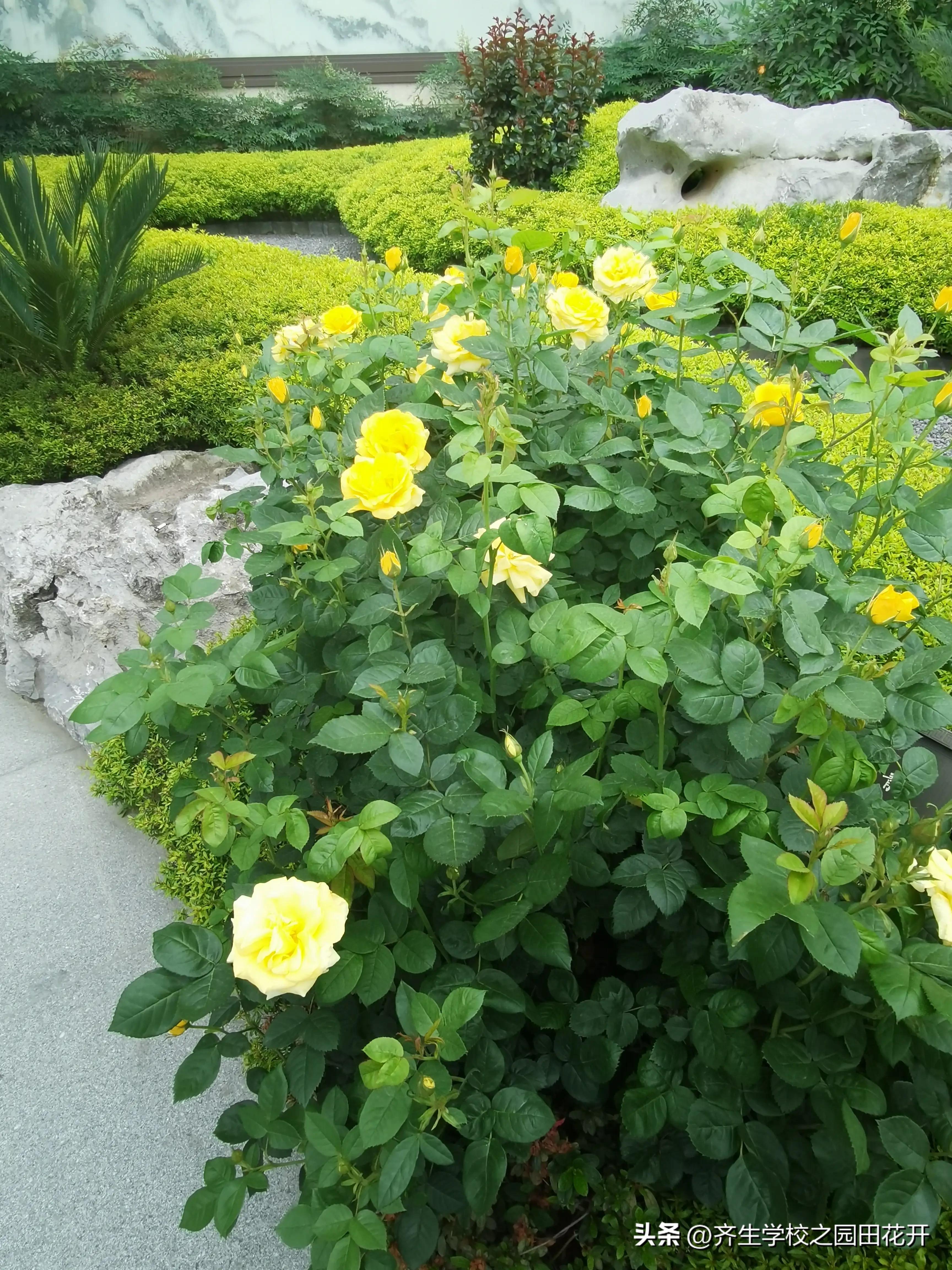 理想花园质量问题,花园庭院设计2024年新趋势