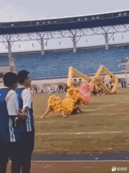 狮子魔性的笑声笑死人,狮子搞笑片