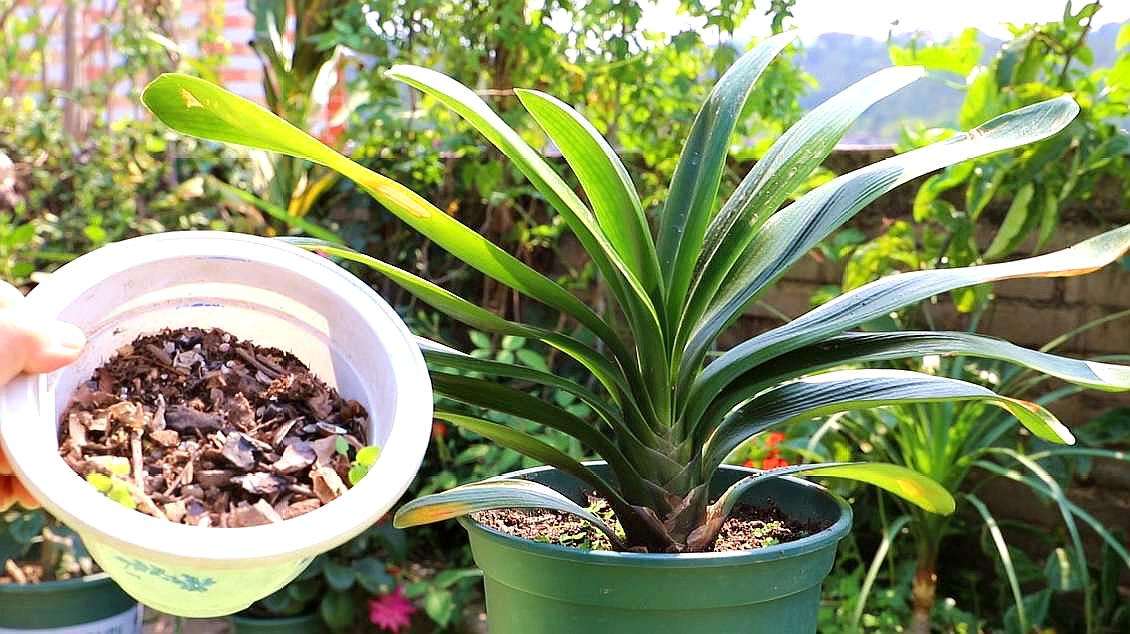 养君子兰平时注意几点叶片更整齐,养君子兰怎么养才能越养越好呢