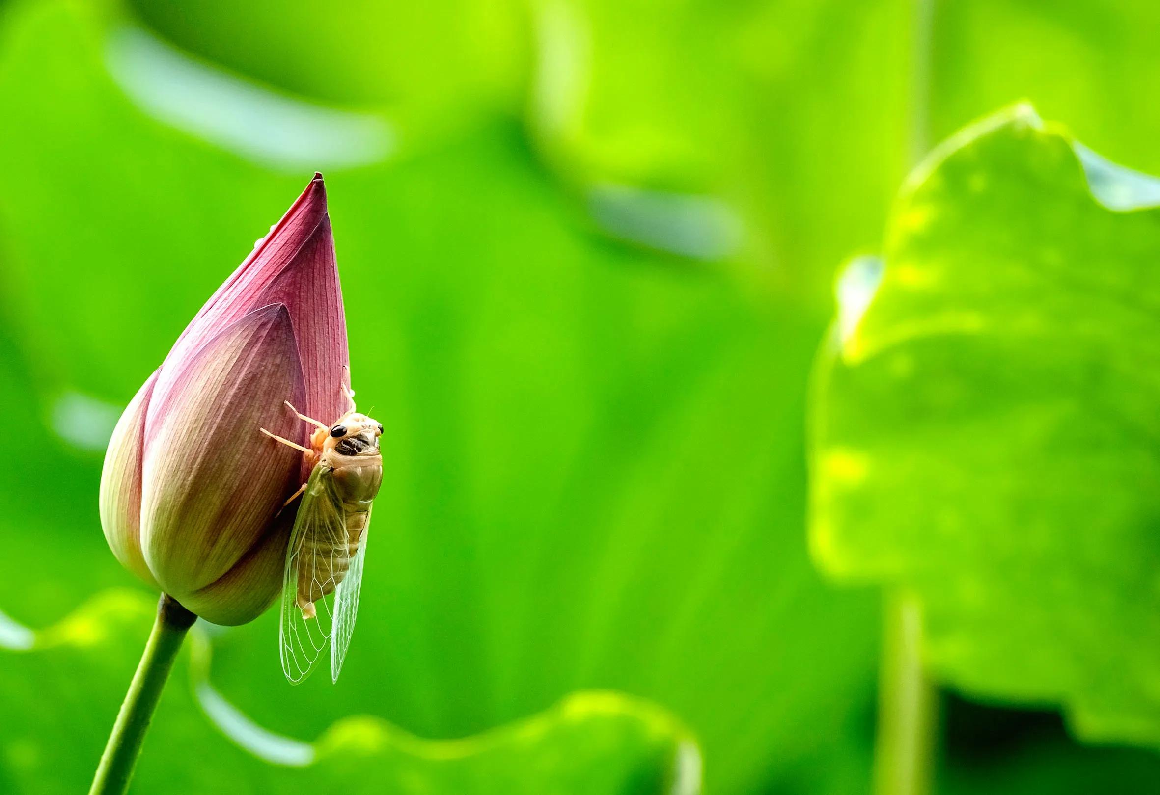 铦夐〗寮虹殑鐢熷懡,铦夌敓鍛藉姏椤藉己