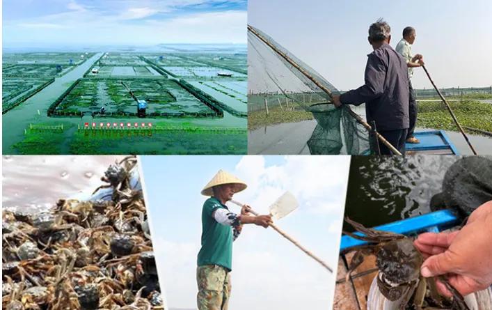 十个养殖项目,新手养殖什么项目最好