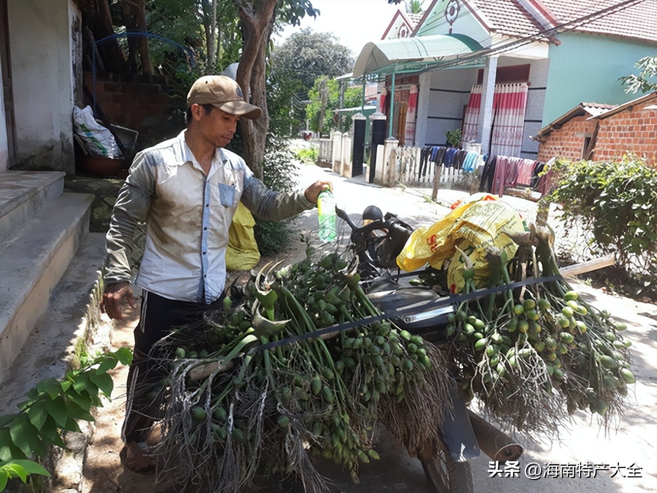 2020年越南进口槟榔的行情,越南槟榔价格最新行情今日