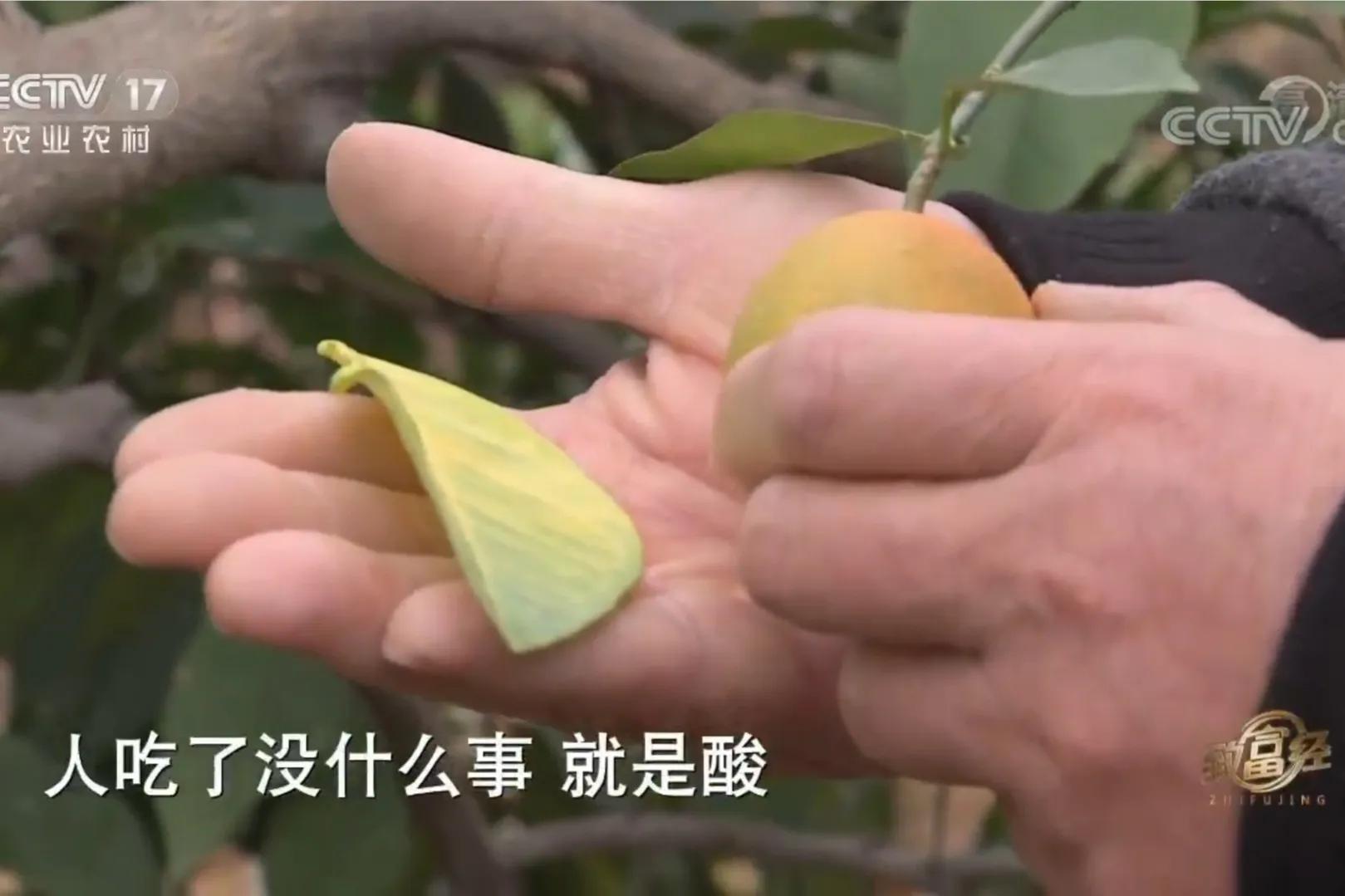 愚公移苍山荒山化作聚宝盆,200亩荒山变成聚宝盆