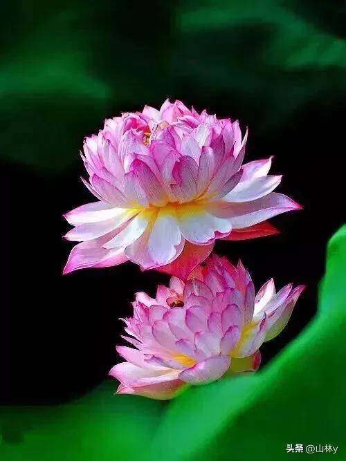 十大绝美花朵,绝美花朵视频