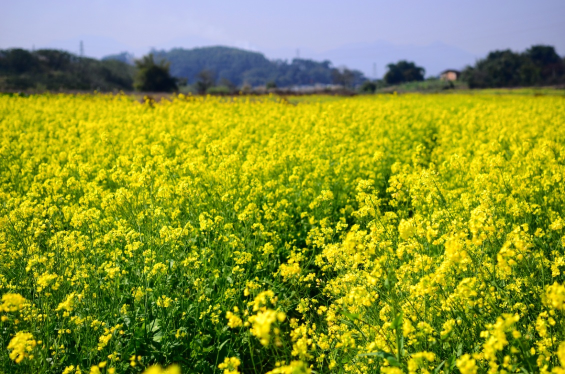 十大田园诗词排行榜,孟浩然过故人庄全诗欣赏