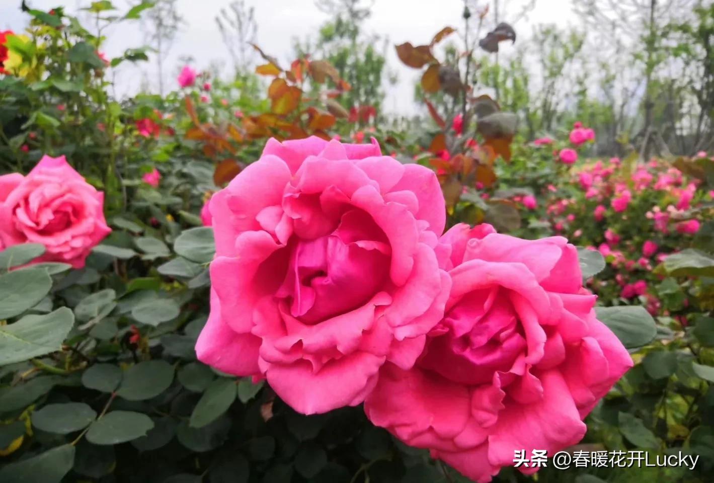 花红花火中的花火,火黄色月季花