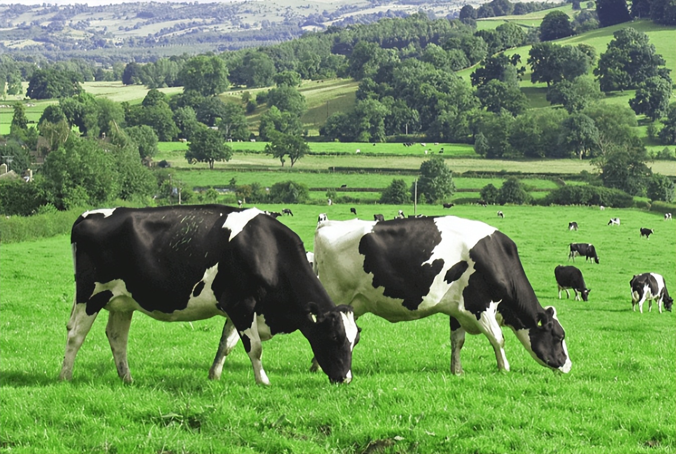 伊利股份为何持续下跌深度分析,伊利股份预计会下跌到多少