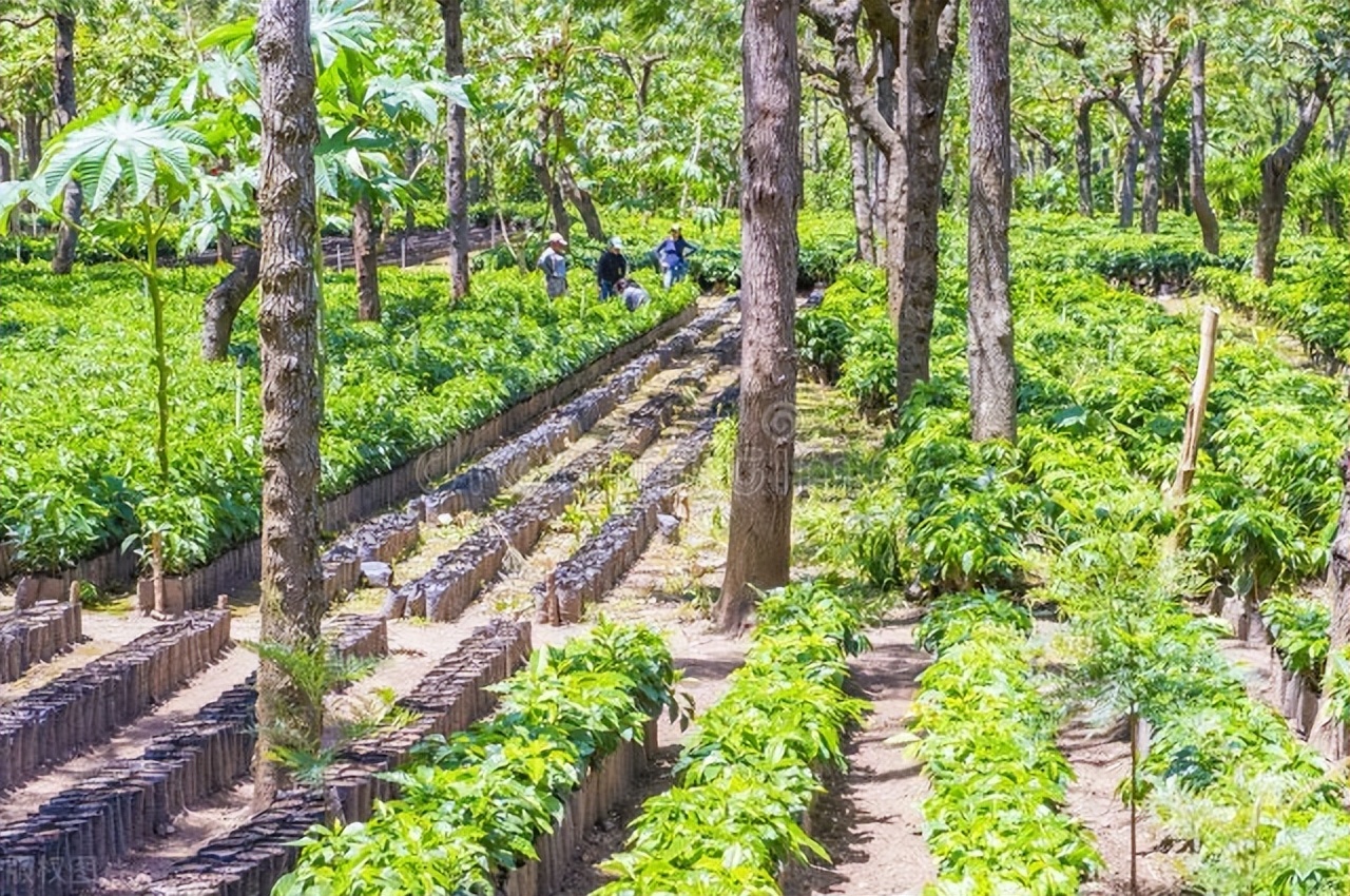 最出名的猫屎咖啡,什么猫屎咖啡最好