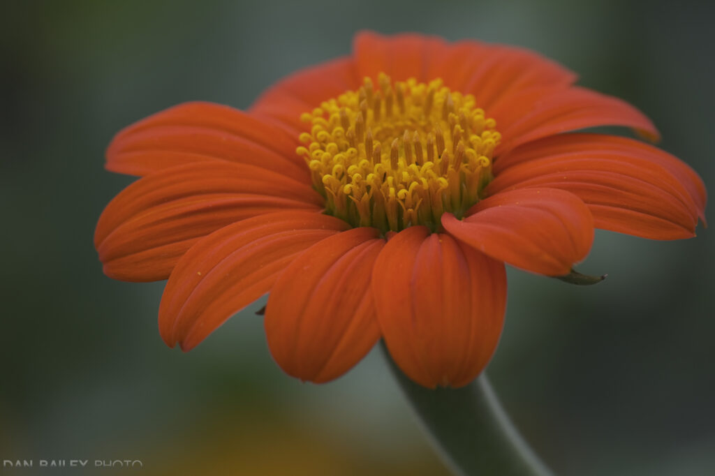 富士xf23mmf1.4镜头参数,富士xf50f2rwr镜头怎么样