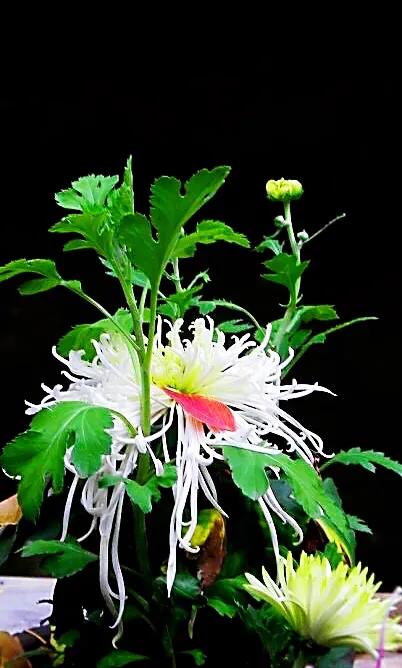 冷冬寒菊,冬菊与夏菊的区别