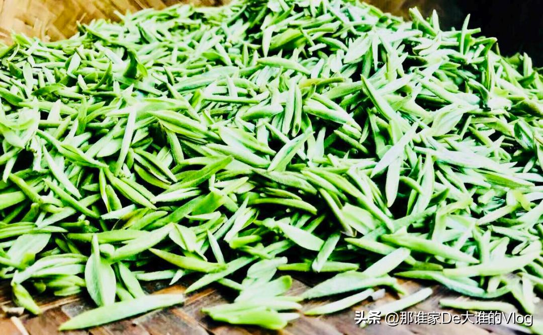 信阳毛尖今年入围十大名茶了吗,信阳毛尖是绿茶中的传统名茶吗