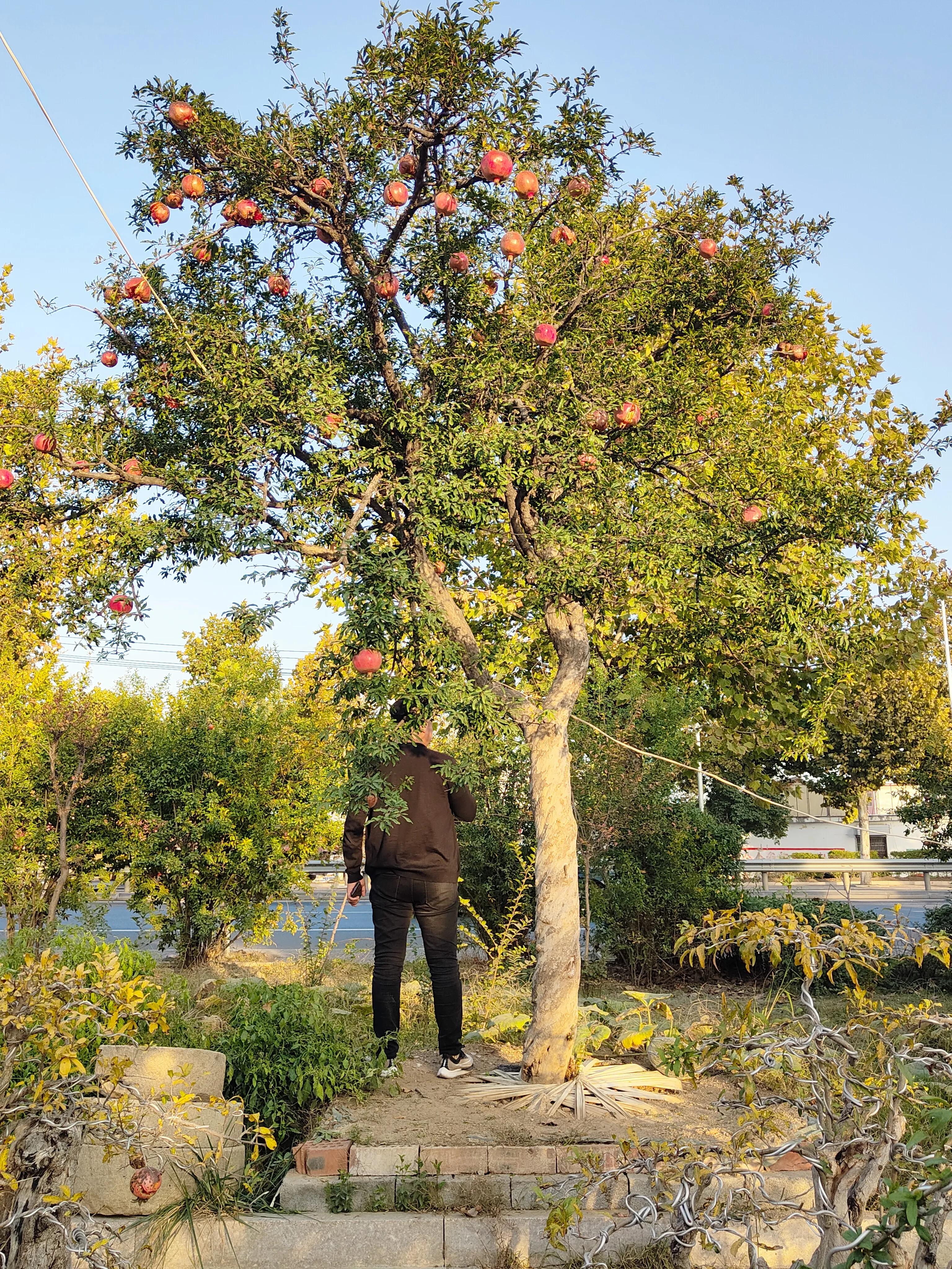 枣庄市峄城区万亩石榴园景点,枣庄世界上最大的石榴园