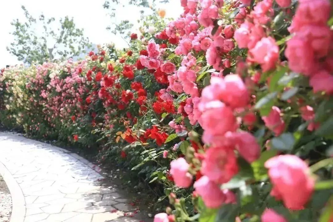 月季花开娇艳无比,月季花开得正烂漫
