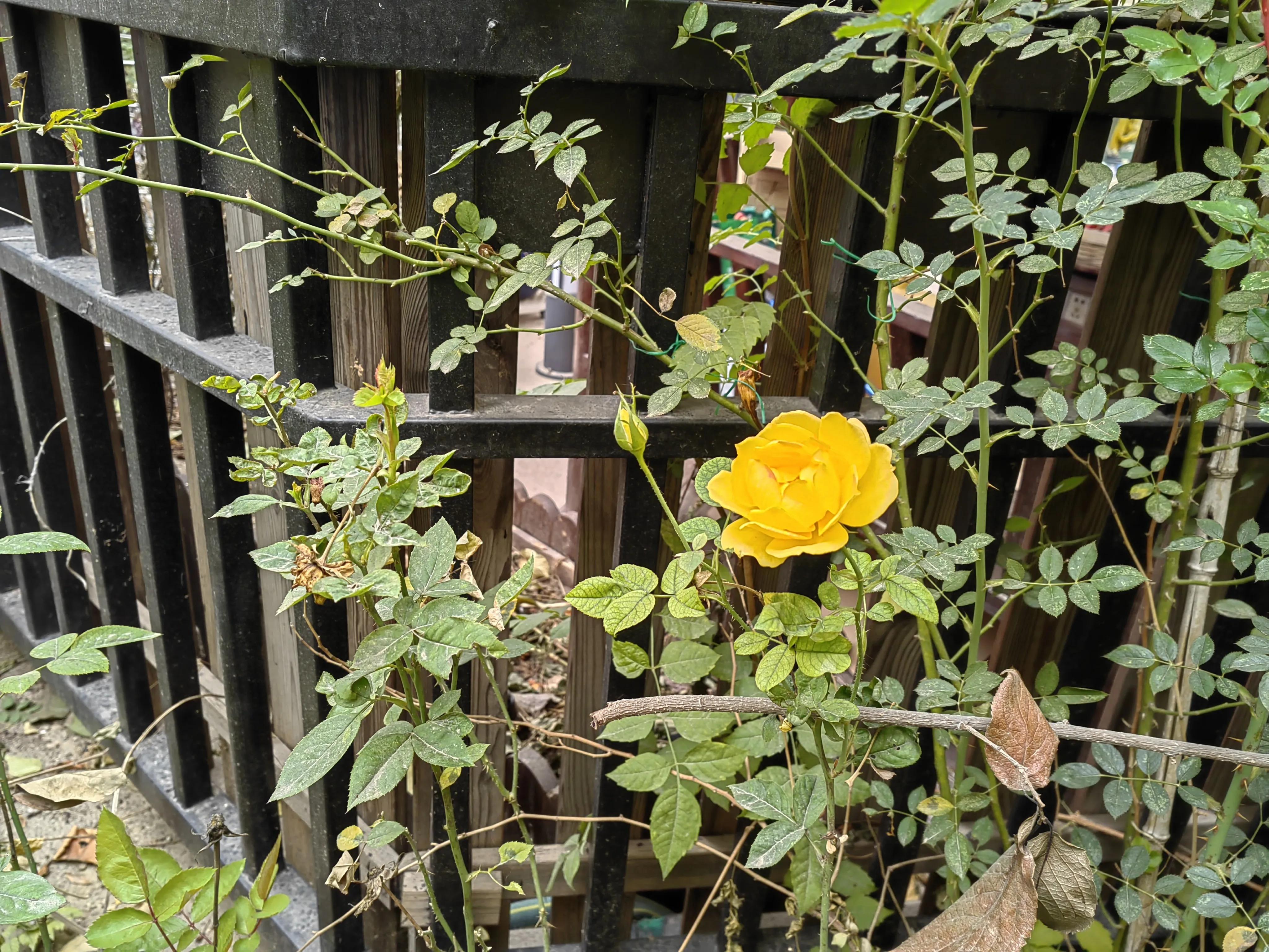 封控期间，一个人一见到我，就说他快疯了。怎么办呢？