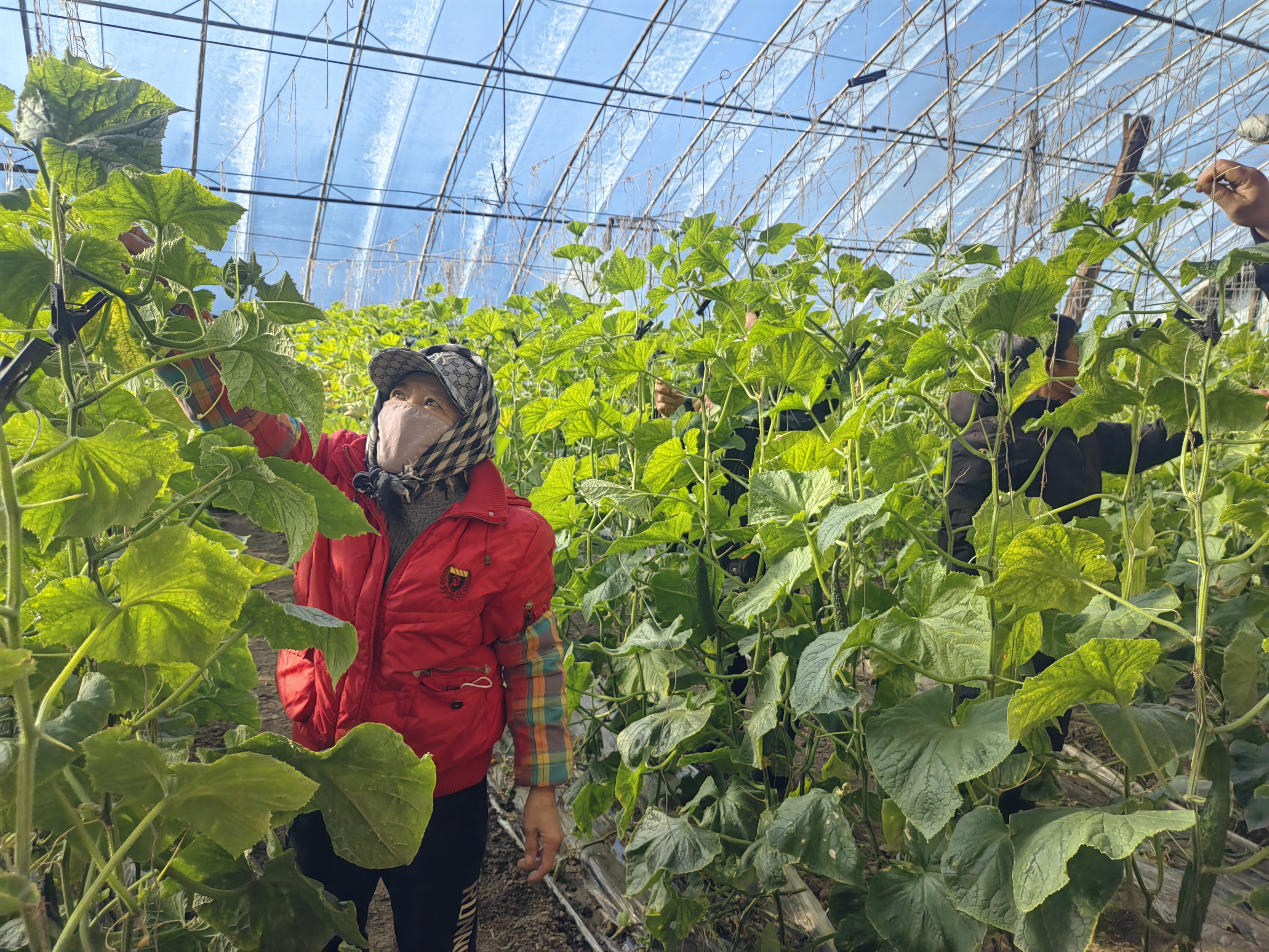 党建引领助春耕凝心聚力促振兴,党建促农民致富增收