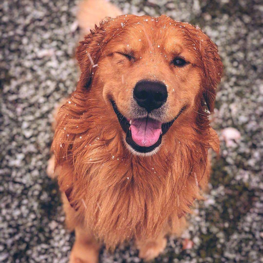 金毛纯的不纯的有什么区别,800块钱的金毛大家帮我看看纯不纯