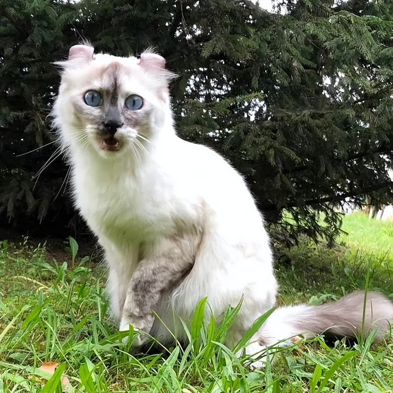 家猫常见的8个品种,常见的家猫都是什么品种