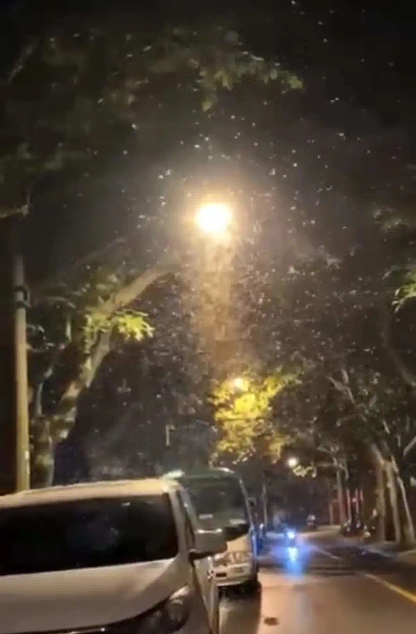 白蚁中哪种白蚁最凶猛,白蚁真的无什么办法全部消灭吗