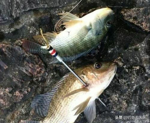 男子炫耀钓到甲鱼后续,一男子炫耀打猎的结果