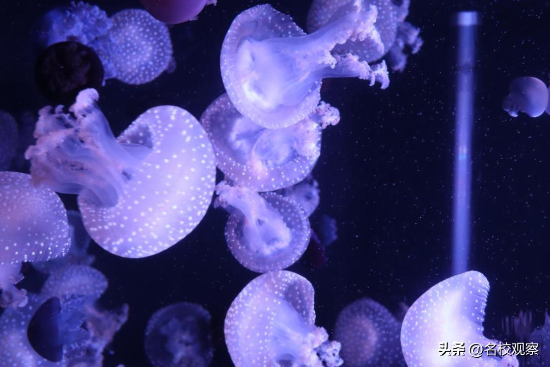 蔚蓝做苍穹，鱼儿变繁星！新川学子，走进浩海立方，探秘无限海洋
