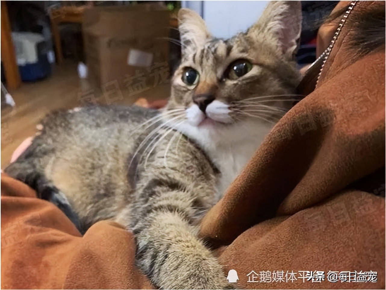 踢了猫咪肚子一脚呕吐,踢了猫肚子一脚有事吗