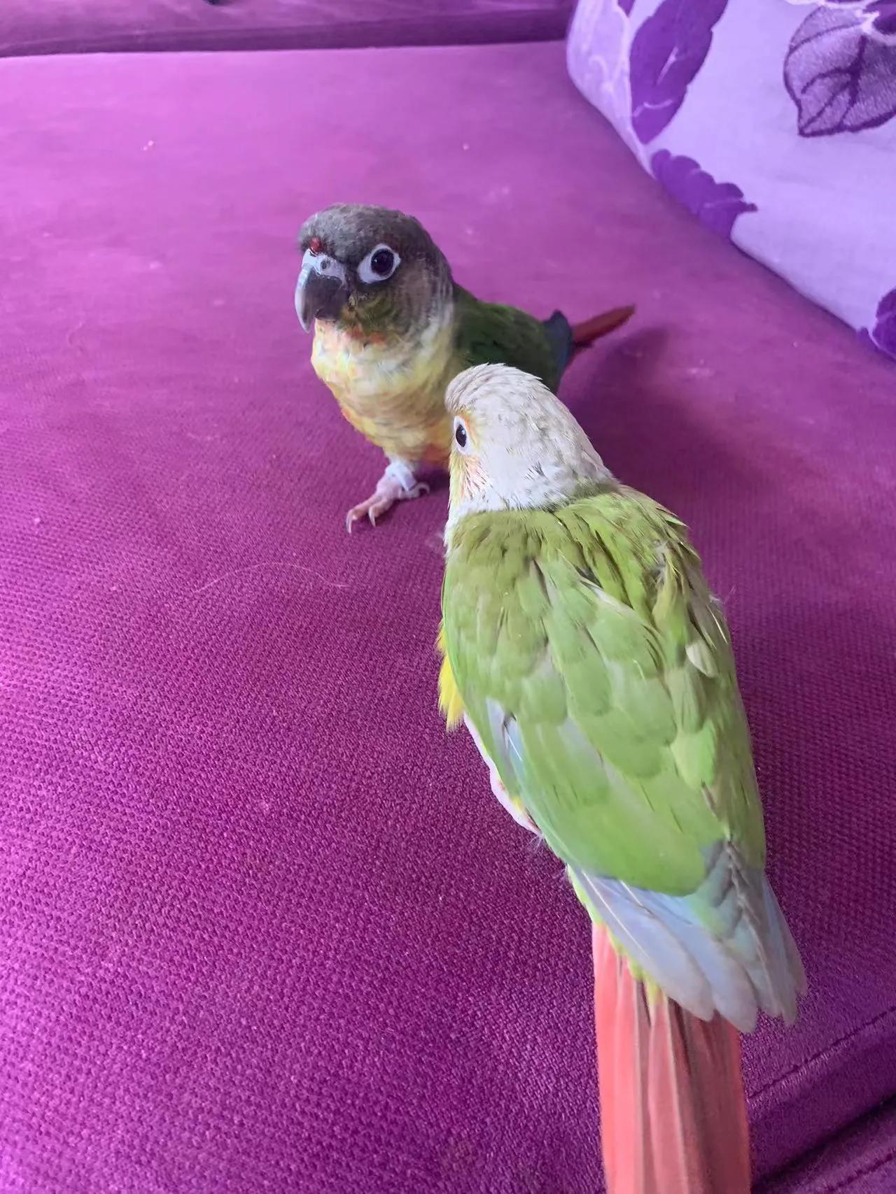 鹦鹉太粘人是什么感觉,怎么养鹦鹉粘手