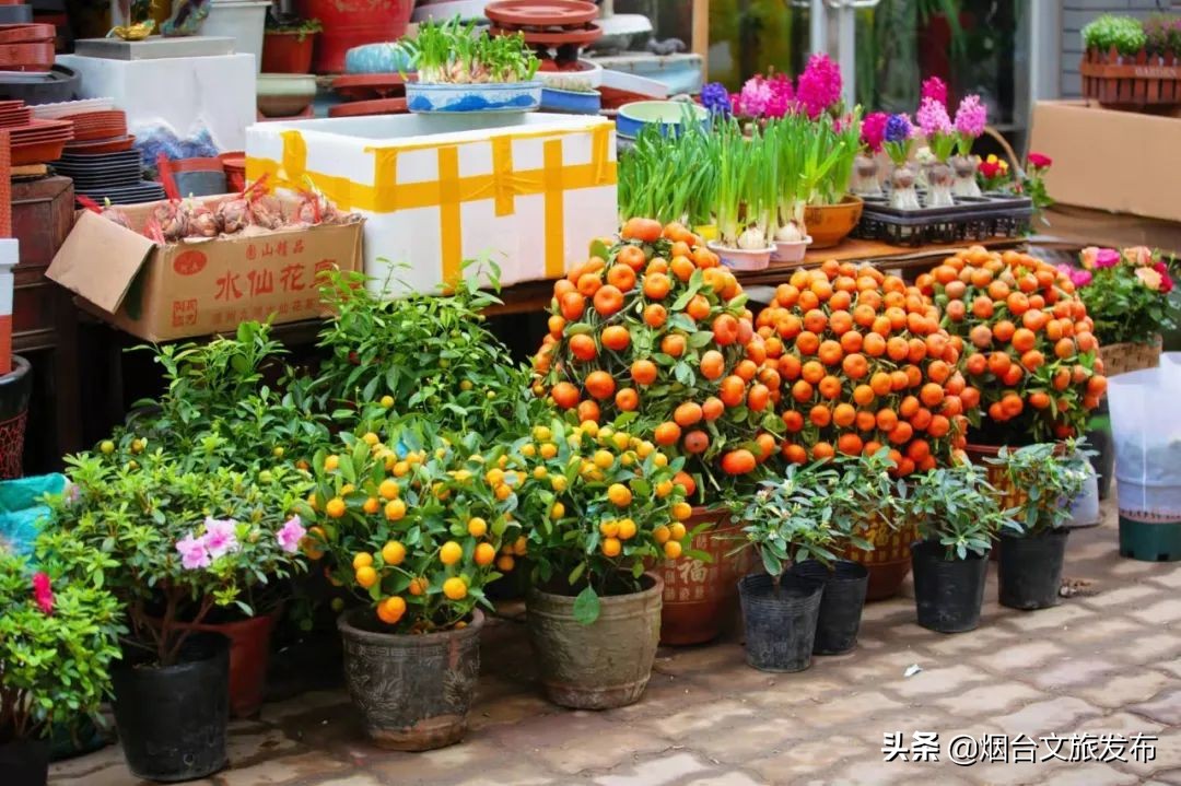 烟台祥和花鸟市场,烟台花鸟市场