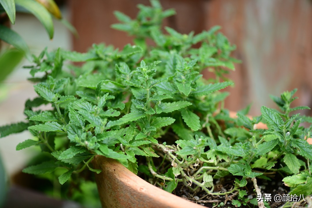 看到你的花园那么惨，我就安心了|园丁