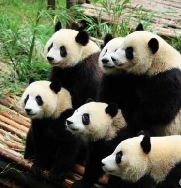 曾经的熊猫天团—爱疯六组合