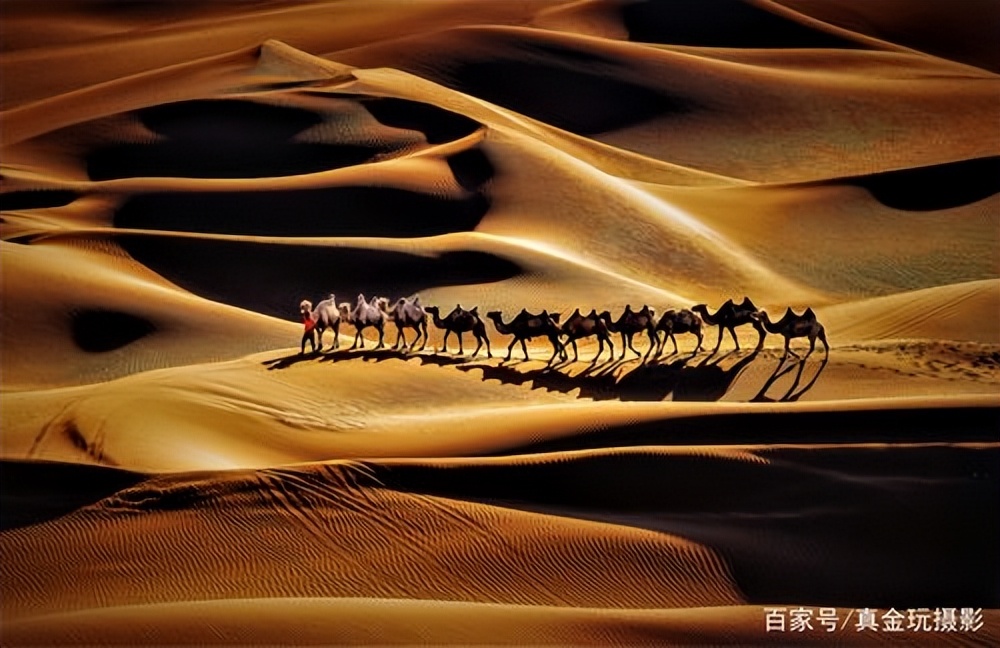 野公驼和家母驼要搞跨属恋爱，牧主却棒打鸳鸯，究竟为什么？