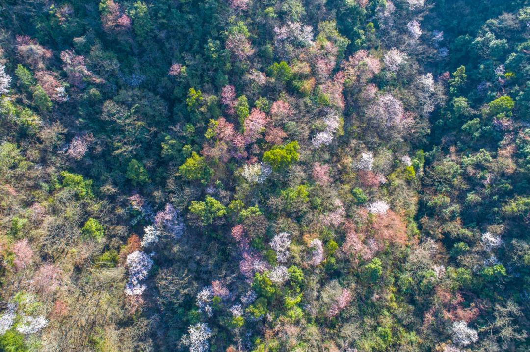 春暖花开时正是游湖赏花季,千岛湖四月赏花季节